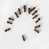ants-meeting